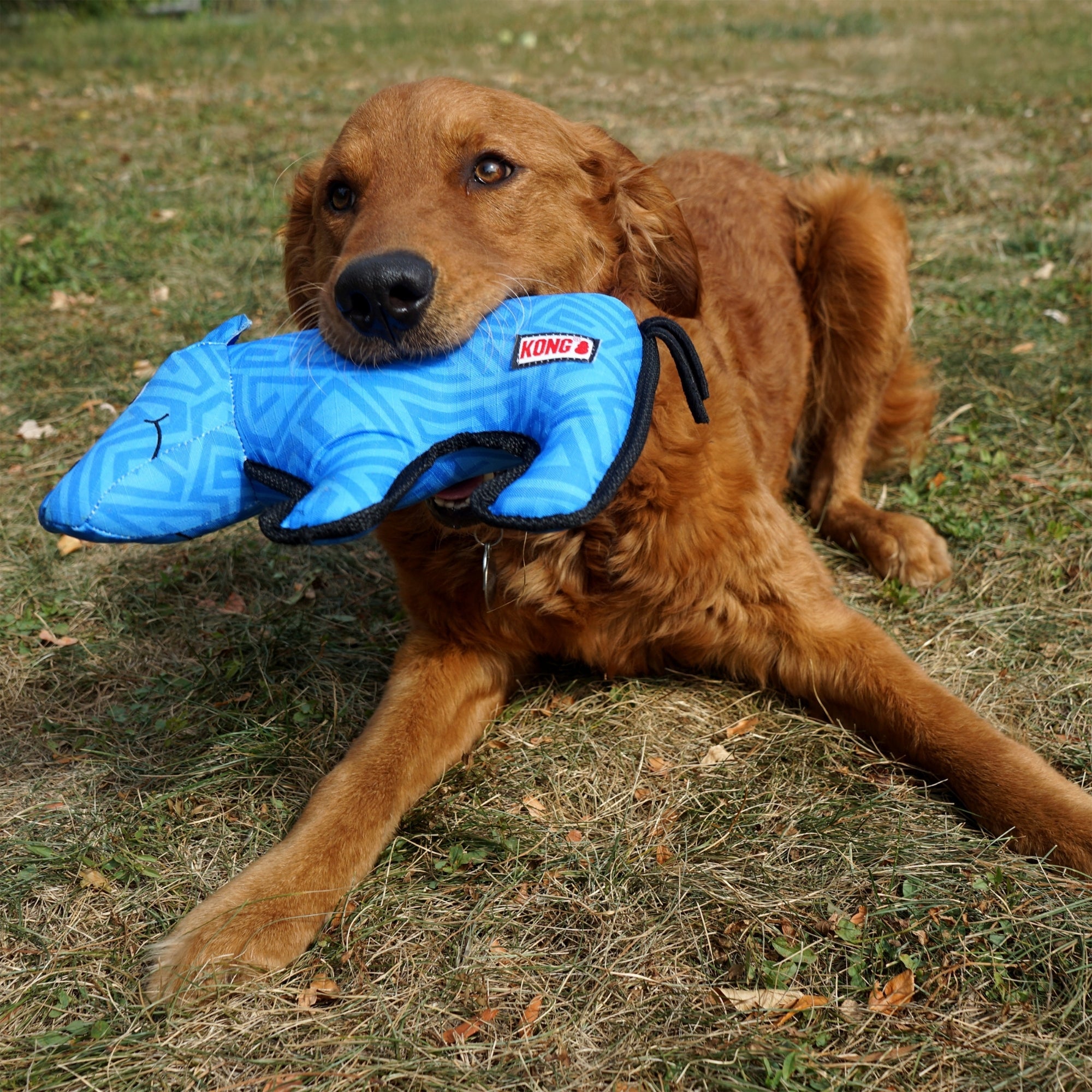 KONG Ballistic Dog Toy Rhino, 1ea/MD/LG