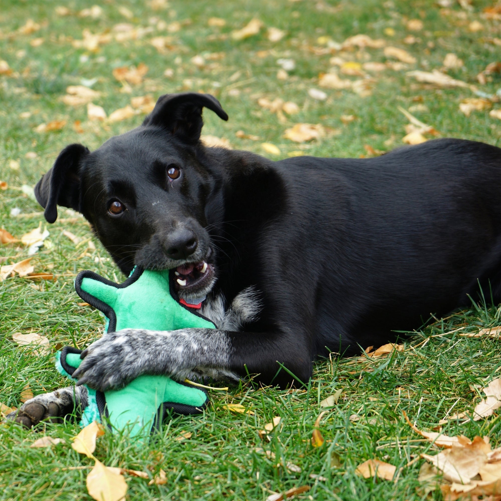 KONG Ballistic Dog Toy Alligator, 1ea/MD/LG