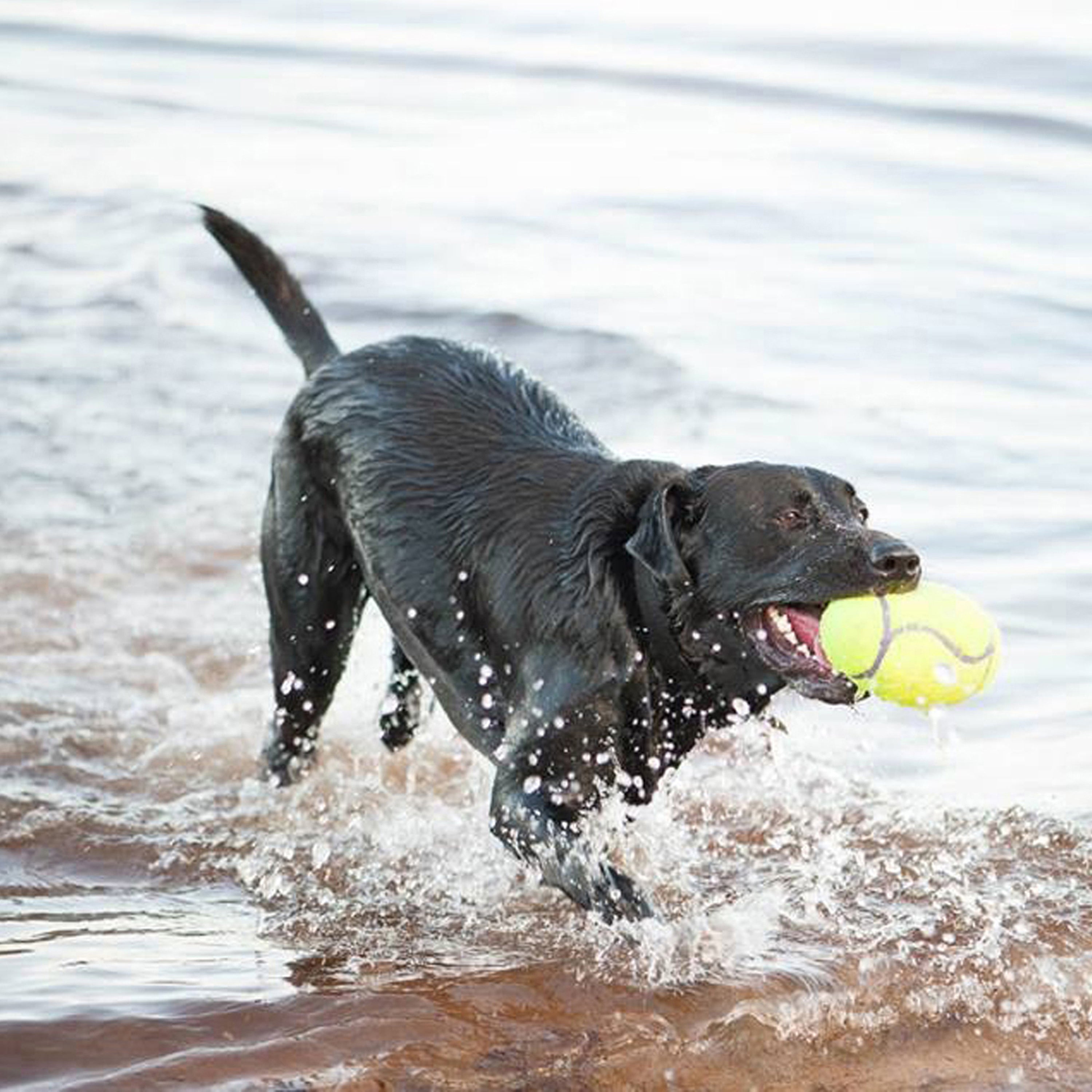 Dog running on water with a tennis ball in its mouth