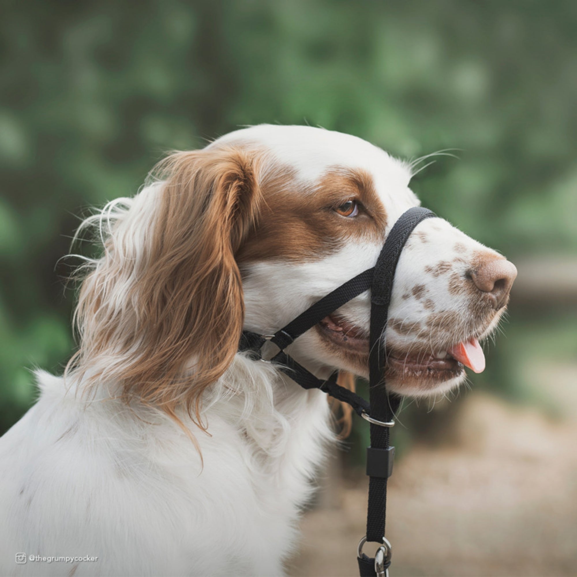 Walk 'n Train Dog Head Halter Black blank/XL