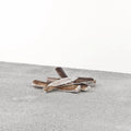 Primal Dog Stag Antler Medium Default Title