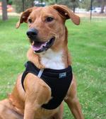 American River Solid Ultra Choke Free Dog Harness - Black