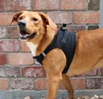 American River Solid Ultra Choke Free Dog Harness - Black