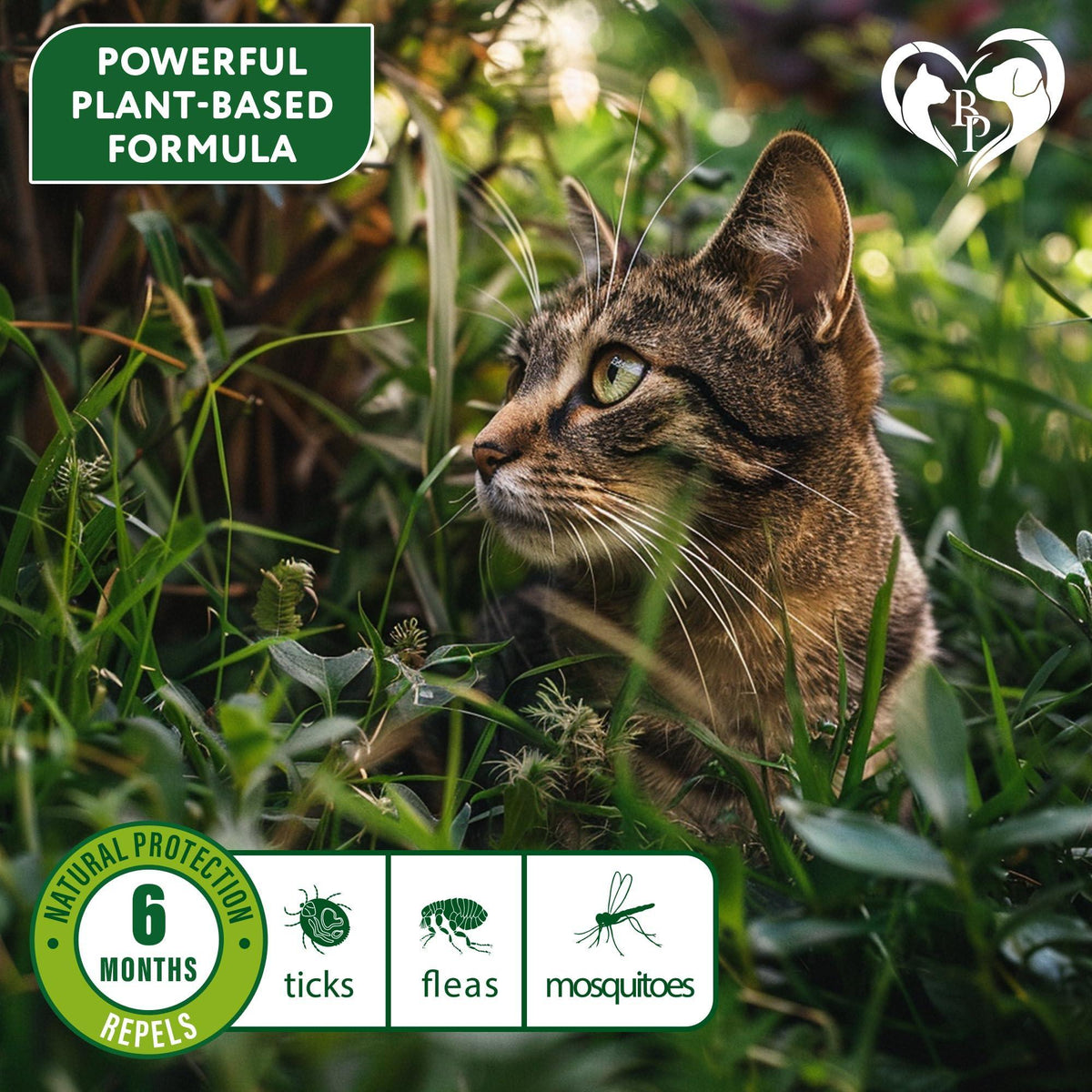 Flea & Tick Collar for Cats 6-Month Protection Essential Oil Repellent 1 Pack